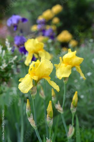 Fototapeta Naklejka Na Ścianę i Meble -  Yellow iris flowers in garden.  Sprint and summer plants.