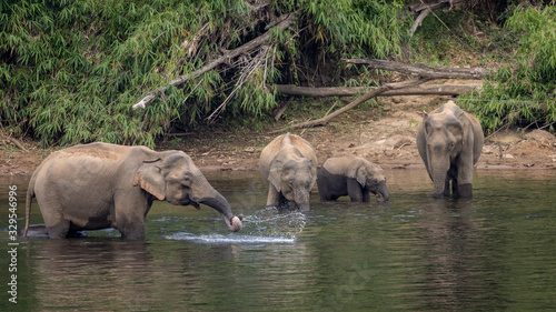 A herd of  wild asian elephants feeding in the Periyar River  Kerala  India