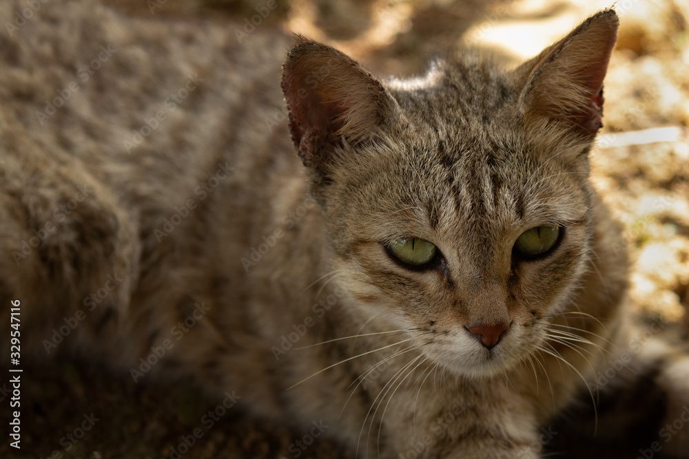 Fototapeta premium Close up tabby cat portrait