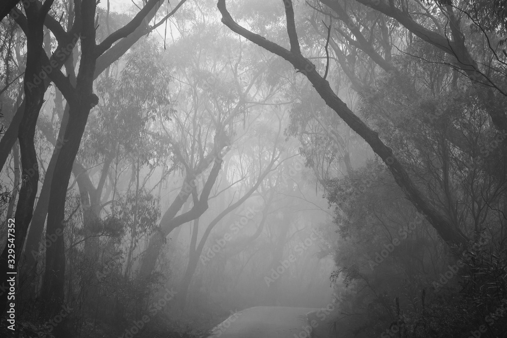 Obraz premium Misty road through Blue Mountains