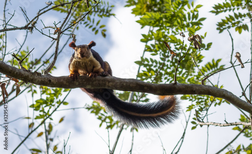 A single indian giant squirrel, laying on branch photo