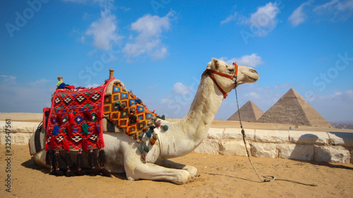 Foto Pack animal camel lies on the sand close-up against the background of the Egypti