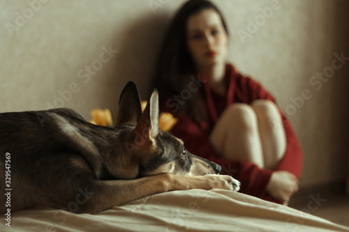  The dog lies on the bed in the room, resting. Against the background, a young woman sits