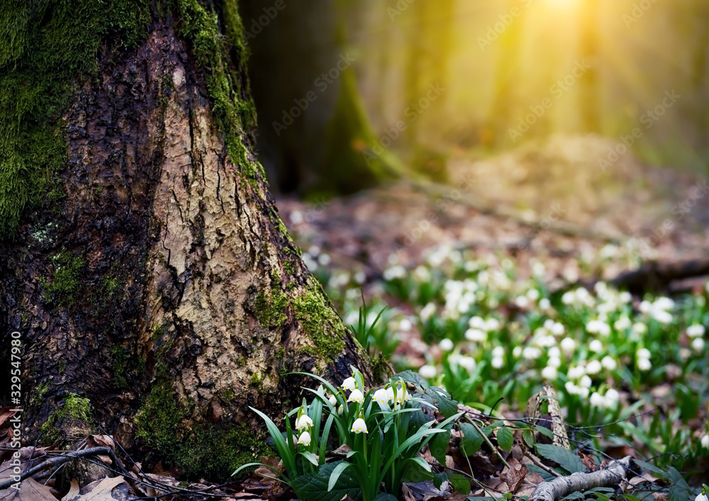 White-flowered flowers in a clearing in the forest. The first flowers are springtime. Leucojum vernum. Delicate primroses in the wild. White-flowered flowers in a clearing in the forest. The first flowers are springtime. Leucojum vernum. Delicate primroses in the wild.