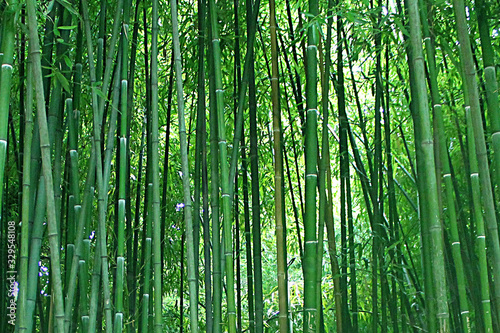 green bamboo texture for background