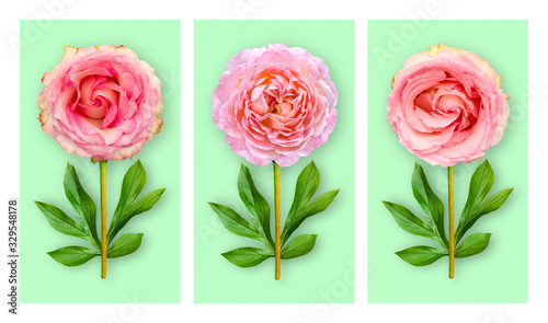 Three offbeat flowers on a pastel green background. Composition of pink ros.ebfcds with peony leaves. Art object.