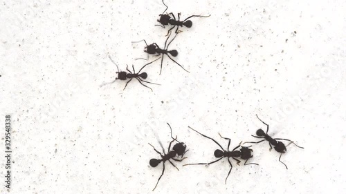 Black ants on white wall