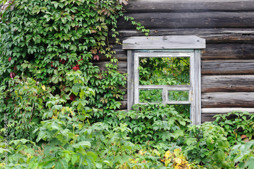 Window without glass in an abandoned village house overgrown with shrubs © Владимир Шарников