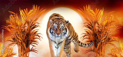 Canvas Print Tiger and fantasy sunset in jungles with palm trees