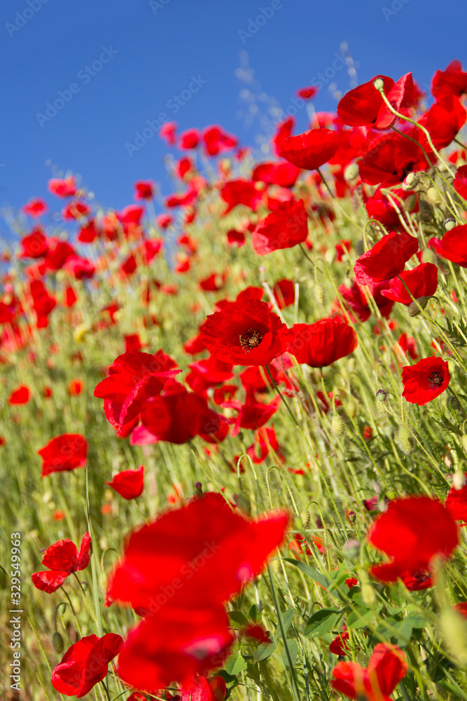 Obraz premium Blooming poppies on a background of blue sky. Perspective of red flowers on a cliff. Black Sea coast of Bulgaria.