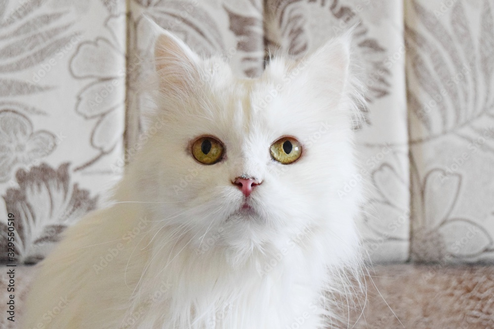 Close-up portrait of a white cat that sits on a bright home sofa. selective focus
