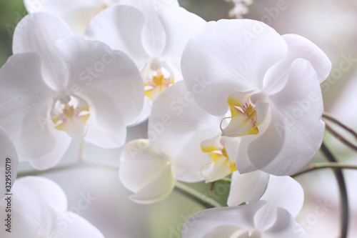 Fototapeta Naklejka Na Ścianę i Meble -  Beautiful white orchids on a delicate background. White Phalaenopsis Orchid close -up.