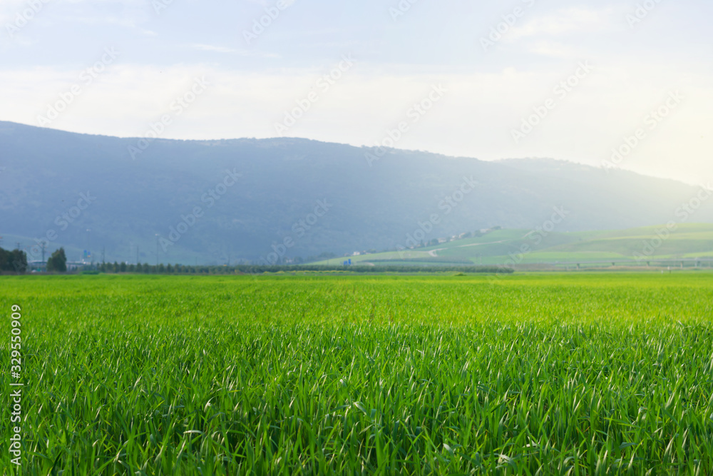 Vibrant green field of grass landscape against hazy soft focus mountain and hills under cloudy blue sky