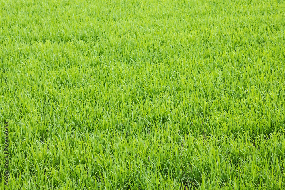 Green grass, meadow.