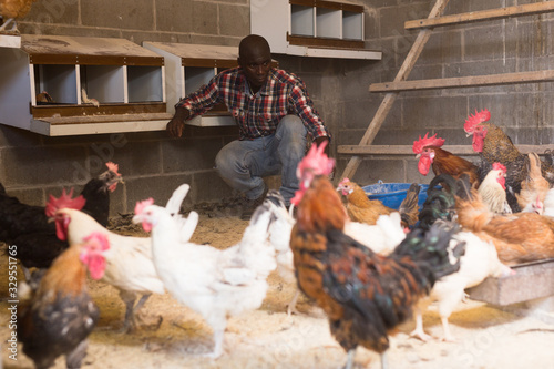 African american male farmer with bucket feeding chickens at the farm