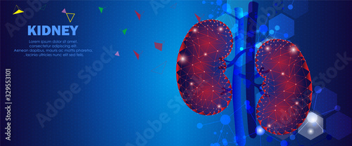 Human kidney ,Technology with flat style.EPS10