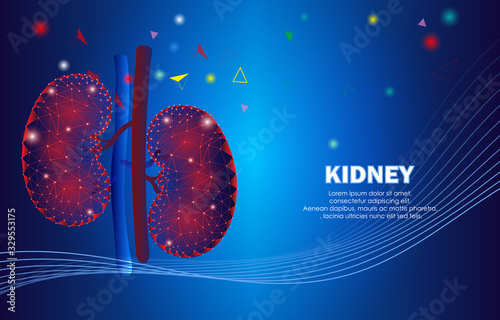 Human kidney ,Technology with flat style.EPS10