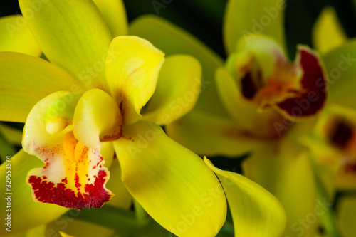 Very close-up of yellow orchid flowers. Flower in front and some blurred in back. Flower details. Cymbidium.