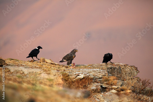 The jackal buzzard (Buteo rufofuscus) sitting among ravens eating. The buzzard watches meat from other birds. photo