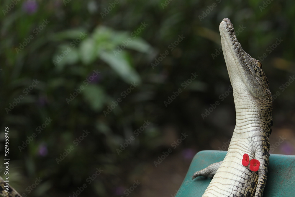 the crocodile is relaxing on a chair the crocodile is relaxing on a chair