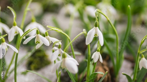 Wallpaper Mural First snowdrops flowers blooming in beautiful sunny day in spring season Grow Time lapse Torontodigital.ca