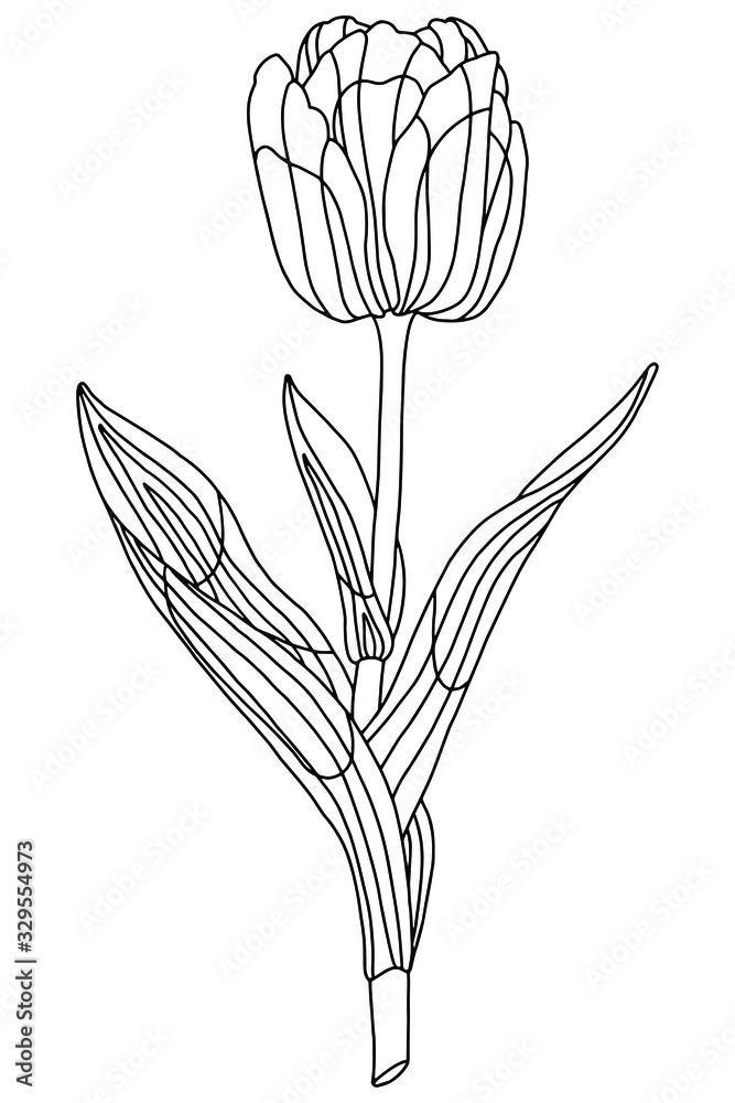 Fototapeta Vector illustration. Coloring page. Spring flowers. White tulip. Coloring book for adults and children. Realistic design. Botanical illustration.