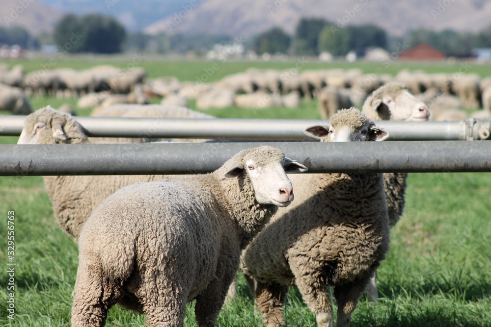 A herd of sheep grazing in the field. A herd of sheep grazing in the field.
