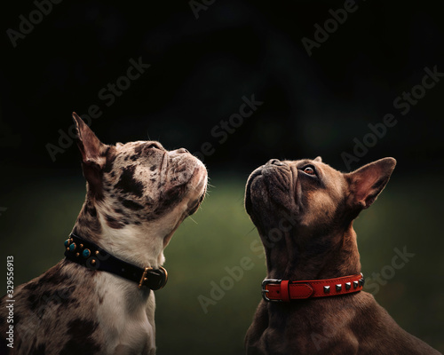 Photography two french bulldog dogs posing outdoors together