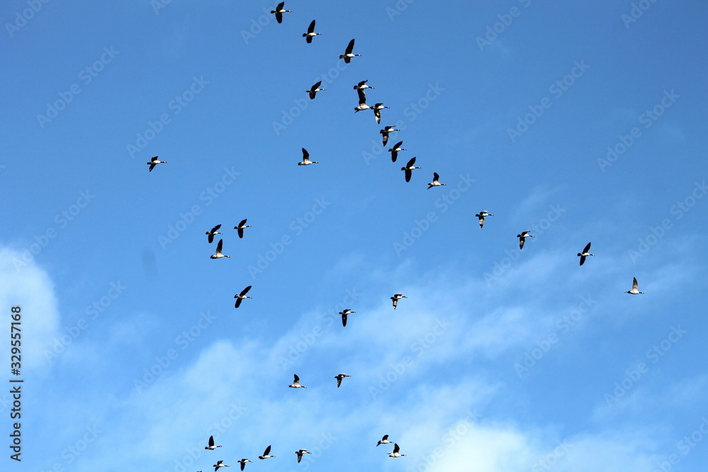 A flock of geese flying through the blue sky A flock of geese flying through the blue sky