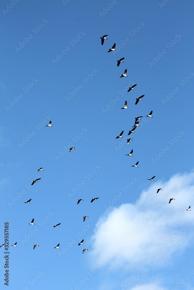 A flock of geese flying through the blue sky 