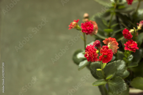 Red Kalanchoe blossfeldiana with terry petals on a green background, flowering home plant, place for text