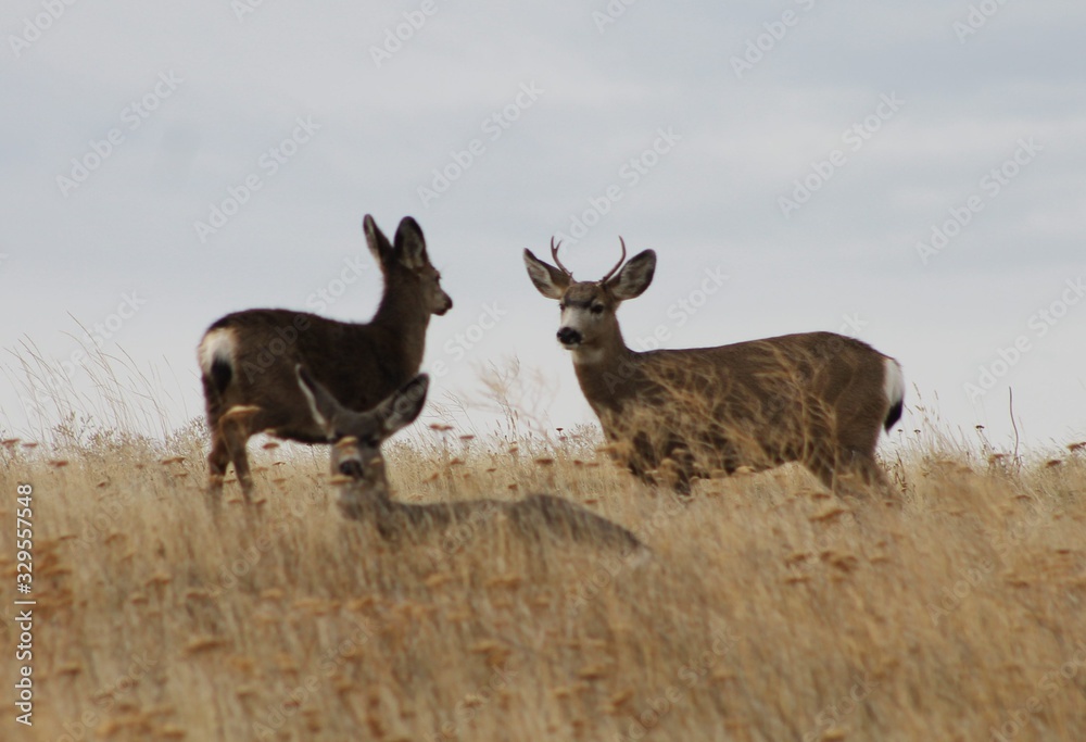 Naklejka premium Deer exploring the hills in central Washington state