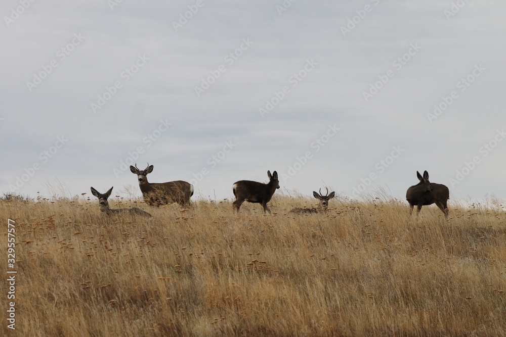 Deer exploring the hills in central Washington state