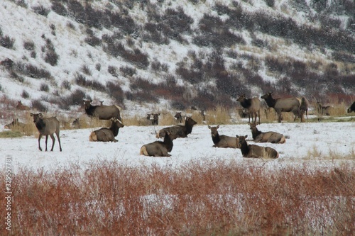 A herd of elk in the winter 