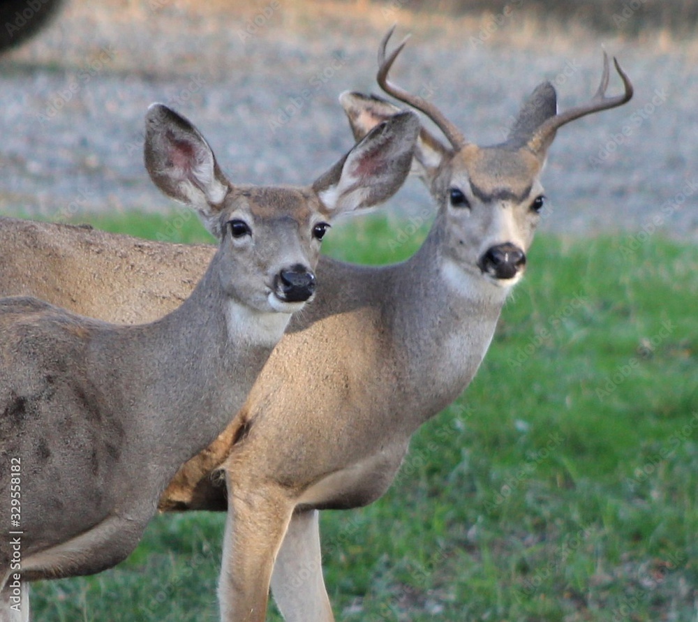 Deer exploring the hills in central Washington state