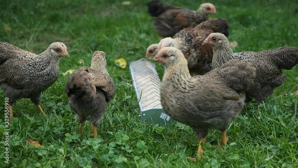 Free range hens -nine weeks old baby chickens - eating from feeder in the garden of an organic farm in HD VIDEO. Organic farming, animal rights, back to nature concept. Free range hens -nine weeks old baby chickens - eating from feeder in the garden of an organic farm in HD VIDEO. Organic farming, animal rights, back to nature concept.