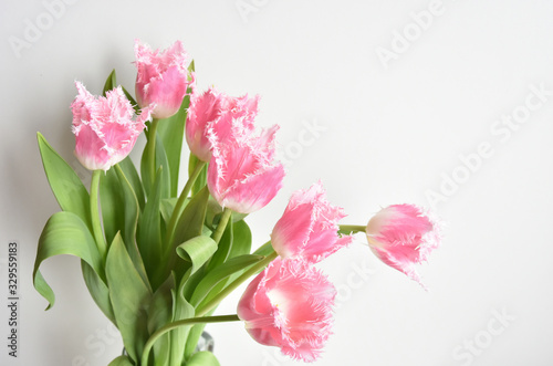 Fototapeta Naklejka Na Ścianę i Meble -  fringed tulips