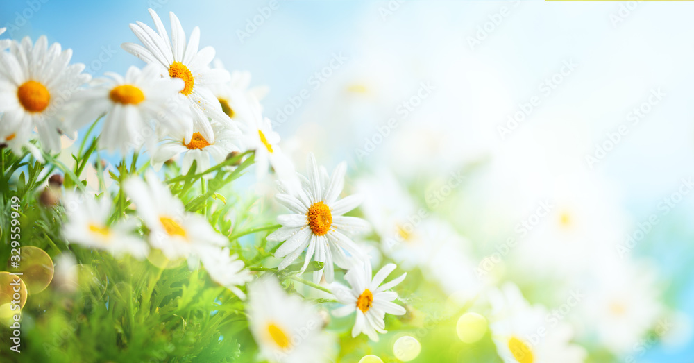 Fototapeta Beautiful chamomile flowers in meadow. Spring or summer nature scene with blooming daisy in sun flares.