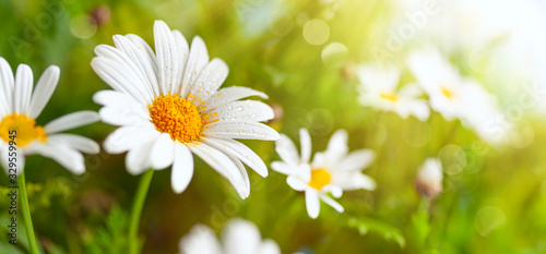 Beautiful chamomile flowers in meadow. Spring or summer nature scene with blooming daisy in sun flares.