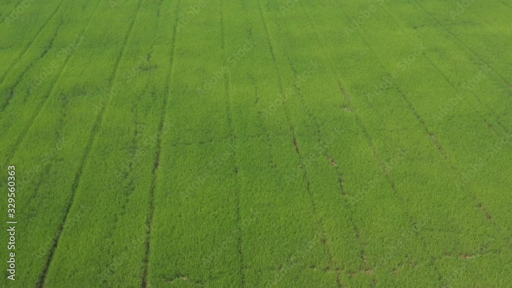 aerial view from flying drone of Field rice with landscape green pattern nature background, top view field rice aerial view from flying drone of Field rice with landscape green pattern nature background, top view field rice