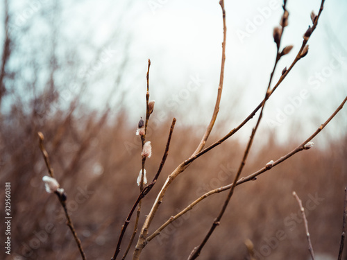 Willow branch with blossom buds in the spring forest