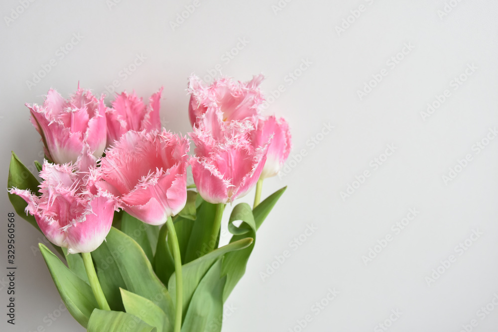 Obraz premium fringed tulips