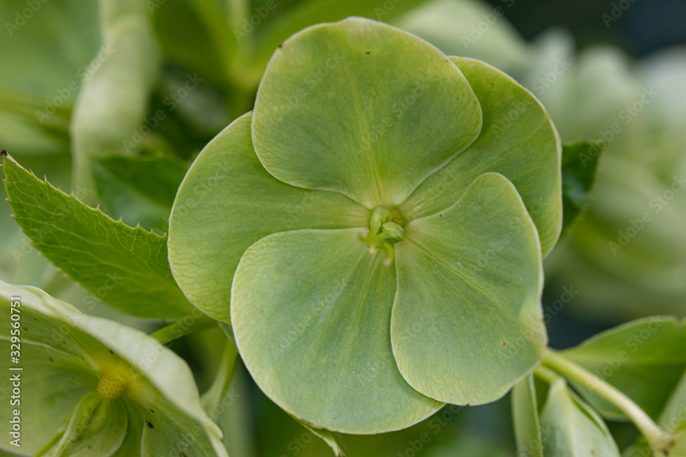 GREEN CLOSEUP FLOWER GREEN CLOSEUP FLOWER