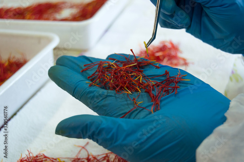 Fototapeta Naklejka Na Ścianę i Meble -  Saffron debridement detail with blue nitrile gloves