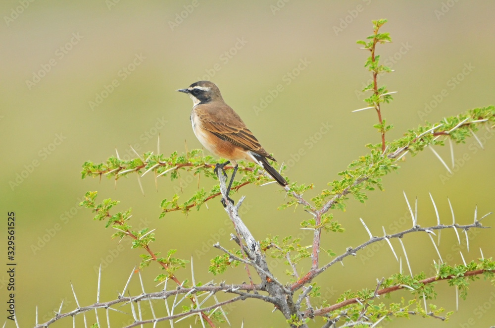 Fototapeta premium Capped Wheatear
