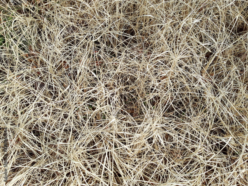 Cropped autumn grass texture Cropped autumn grass texture