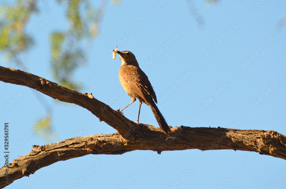 Chat Flycatcher Chat Flycatcher