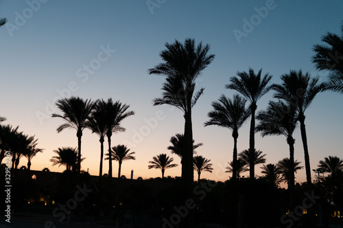 silhouette of palm trees in the evening in Hurghada Egypt © Redfox1980
