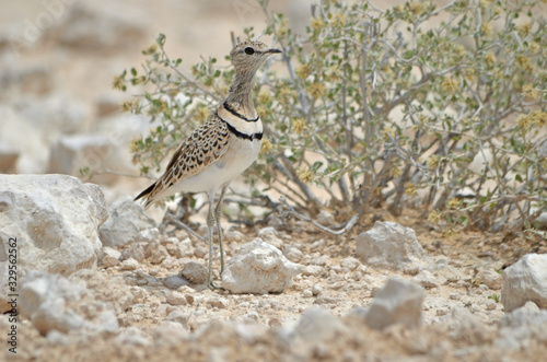 Double-banded Courser photo