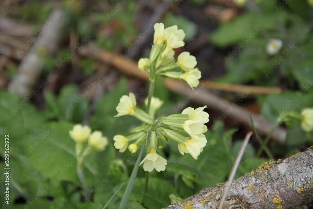 Primula veris yellow spring flower in the meadow Primula veris yellow spring flower in the meadow